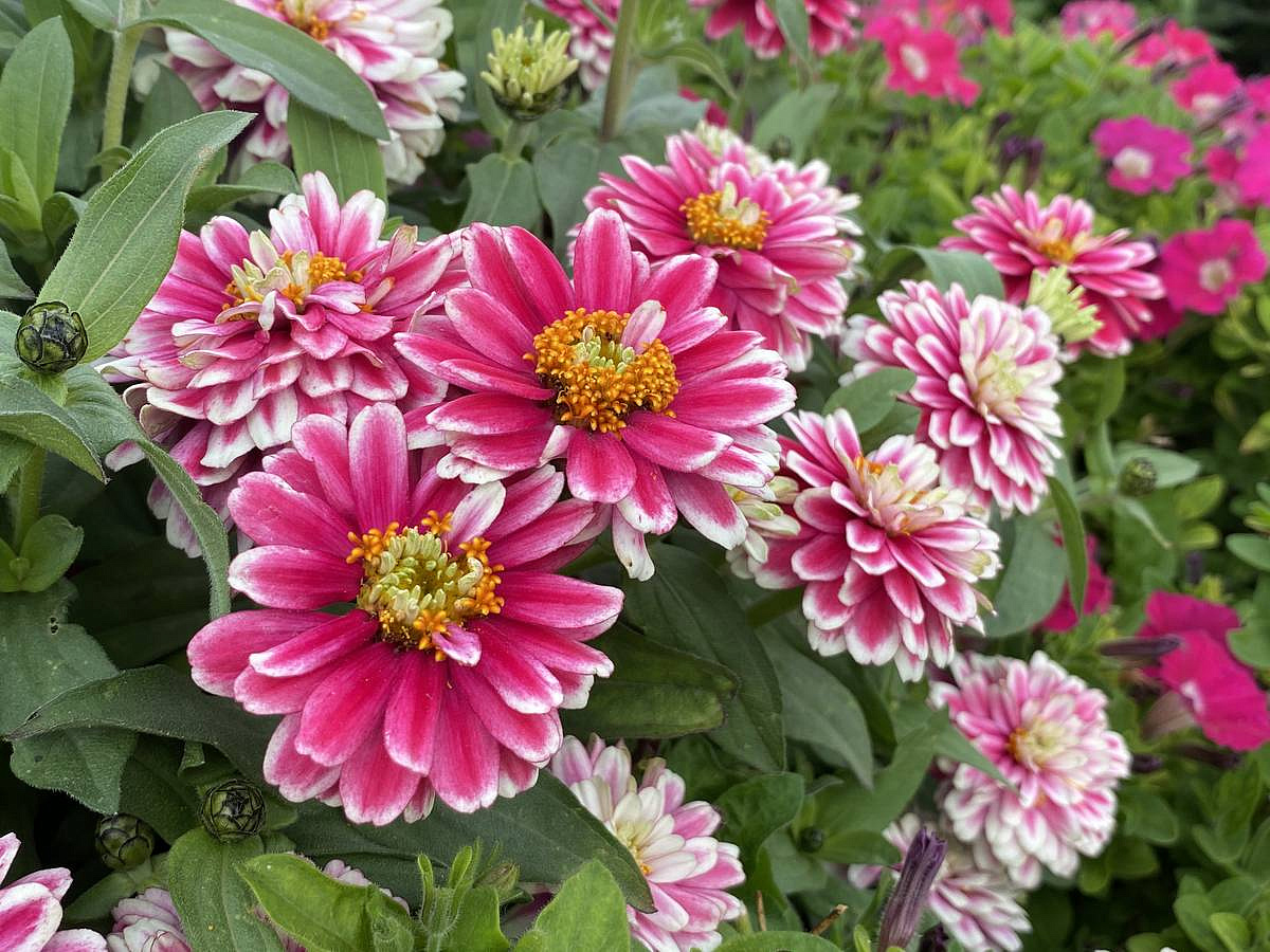 цинния махровая Малиновый щербет